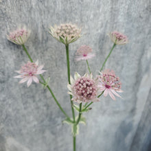Load image into Gallery viewer, Astrantia major 'Vanilla Gorilla' - Vanilla Gorilla Masterwort