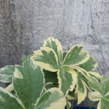 Load image into Gallery viewer, Astrantia major 'Vanilla Gorilla' - Vanilla Gorilla Masterwort