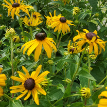Load image into Gallery viewer, Rudbeckia fulgida 'Goldsturm'- Goldsturm Black-Eyed Susan