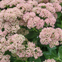 Load image into Gallery viewer, Sedum 'Autumn Joy' - Autumn Joy Stonecrop