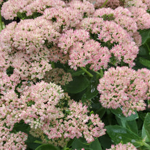 Load image into Gallery viewer, Sedum 'Autumn Joy' - Autumn Joy Stonecrop