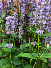 Load image into Gallery viewer, Agastache ‘Blue Fortune’ - Blue Fortune Anise-Hyssop