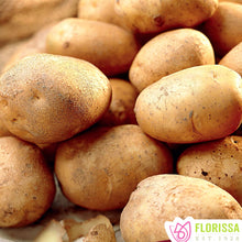Load image into Gallery viewer, Seed Potato - Sieglinde