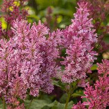 Load image into Gallery viewer, Syringa x prestoniae 'Jeftini' - Pinktini™ Preston Lilac