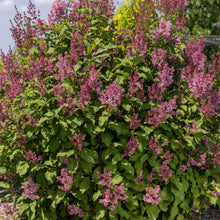 Load image into Gallery viewer, Syringa x prestoniae 'Jeftini' - Pinktini™ Preston Lilac