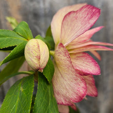 Load image into Gallery viewer, BRN First Dance Hellebore Profile