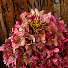 Load image into Gallery viewer, Hydrangea paniculata - Little Lime® Hydrangea
