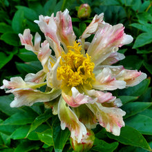 Load image into Gallery viewer, Paeonia lactiflora 'Green Lotus' - Green Lotus Peony