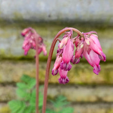 Load image into Gallery viewer, Dicentra ‘Luxuriant’ - Luxuriant Fern-Leaf Bleeding Heart