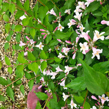Load image into Gallery viewer, Kolkwitzia amabilis - Jolene Jolene® Beautybush