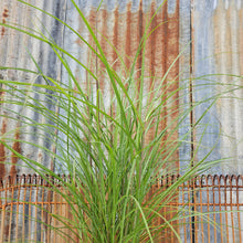 Load image into Gallery viewer, Miscanthus sinensis 'Huron Sunrise' - Huron Sunrise Maiden Grass