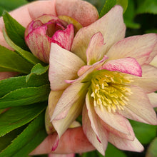 Load image into Gallery viewer, BRN First Dance Hellebore