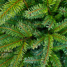 Load image into Gallery viewer, Picea abies 'Nidiformis' - Nest Spruce