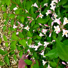 Load image into Gallery viewer, Kolkwitzia amabilis - Jolene Jolene® Beautybush