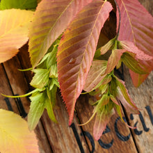 Load image into Gallery viewer, Carpinus caroliniana - Blue Beech/American Hornbeam