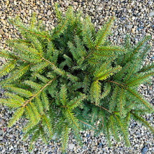 Load image into Gallery viewer, Picea abies 'Nidiformis' - Nest Spruce