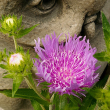 Load image into Gallery viewer, Stokesia 'Peachie's Pick' - Peachie's Pick Stokes' Aster