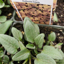 Load image into Gallery viewer, Rudbeckia fulgida 'Goldsturm'- Goldsturm Black-Eyed Susan