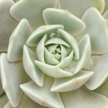 Load image into Gallery viewer, Echeveria - Assorted