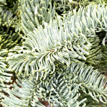 Load image into Gallery viewer, Greens - Premium BC Noble Fir Bough