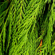 Load image into Gallery viewer, Greens - BC Western Cedar Bough