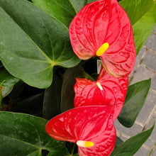 Load image into Gallery viewer, Anthurium