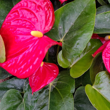 Load image into Gallery viewer, Anthurium