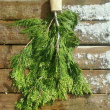 Load image into Gallery viewer, Greens - Incense Cedar Bough