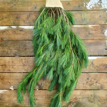 Load image into Gallery viewer, Greens - BC White Pine Bough