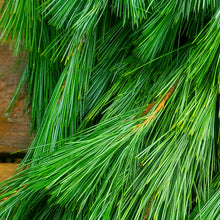 Load image into Gallery viewer, Greens - BC White Pine Bough