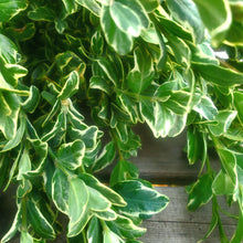 Load image into Gallery viewer, Greens - Oregonia