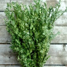 Load image into Gallery viewer, Greens - Oregonia