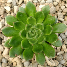 Load image into Gallery viewer, Echeveria - Assorted
