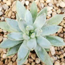 Load image into Gallery viewer, Echeveria - Assorted