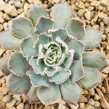 Load image into Gallery viewer, Echeveria - Assorted