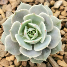 Load image into Gallery viewer, Echeveria - Assorted