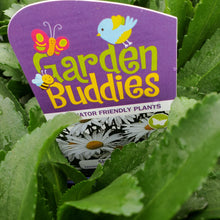 Load image into Gallery viewer, Leucanthemum × superbum ‘Madonna’ - Madonna Shasta Daisy