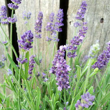 Load image into Gallery viewer, Lavandula angustifolia 'Super Blue' - Super Blue English Lavender