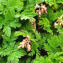 Load image into Gallery viewer, Dicentra ‘Luxuriant’ - Luxuriant Fern-Leaf Bleeding Heart