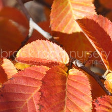 Load image into Gallery viewer, Carpinus caroliniana - Blue Beech/American Hornbeam