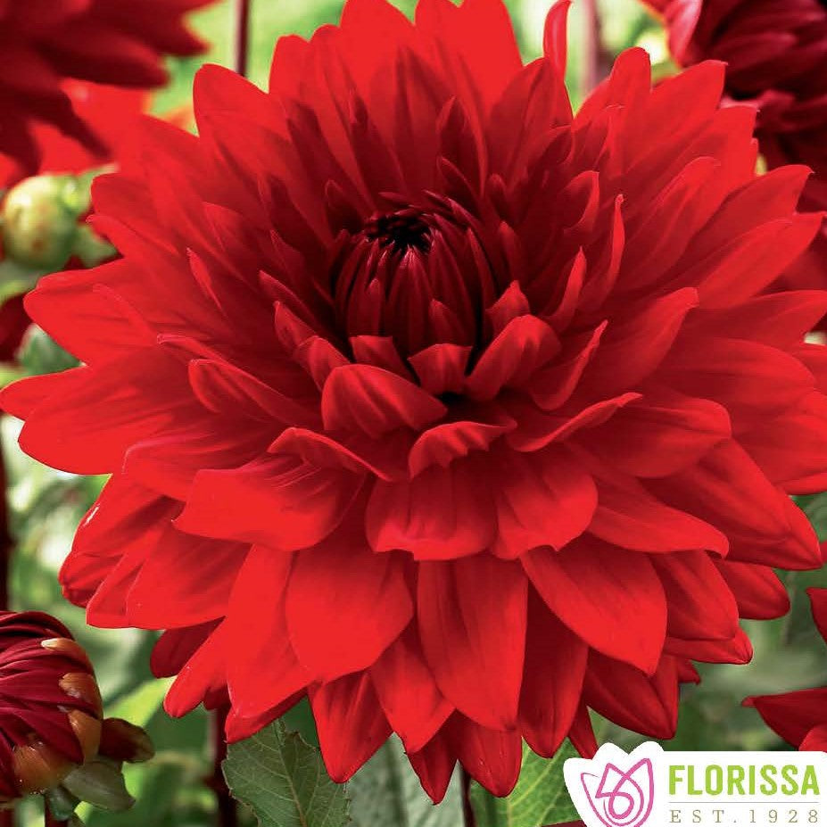 Dahlia Dinnerplate Babylon Red Brock Road Nursery Garden Centre