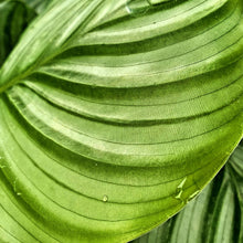 Load image into Gallery viewer, Calathea spp.