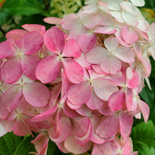 Load image into Gallery viewer, Hydrangea paniculata - Quick Fire Fab® Hydrangea