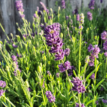 Load image into Gallery viewer, Lavandula angustifolia 'Super Blue' - Super Blue English Lavender