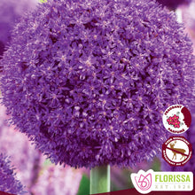 Load image into Gallery viewer, Allium - Ambassador 32+