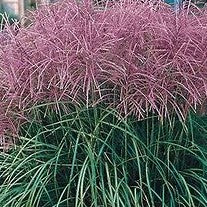 Load image into Gallery viewer, Miscanthus sinensis 'Huron Sunrise' - Huron Sunrise Maiden Grass
