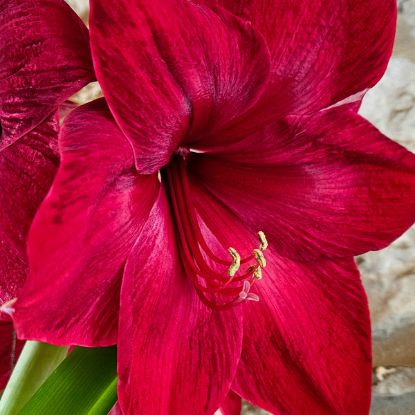 Growing Stunning Amaryllis!