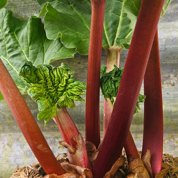 Planting Rhubarb