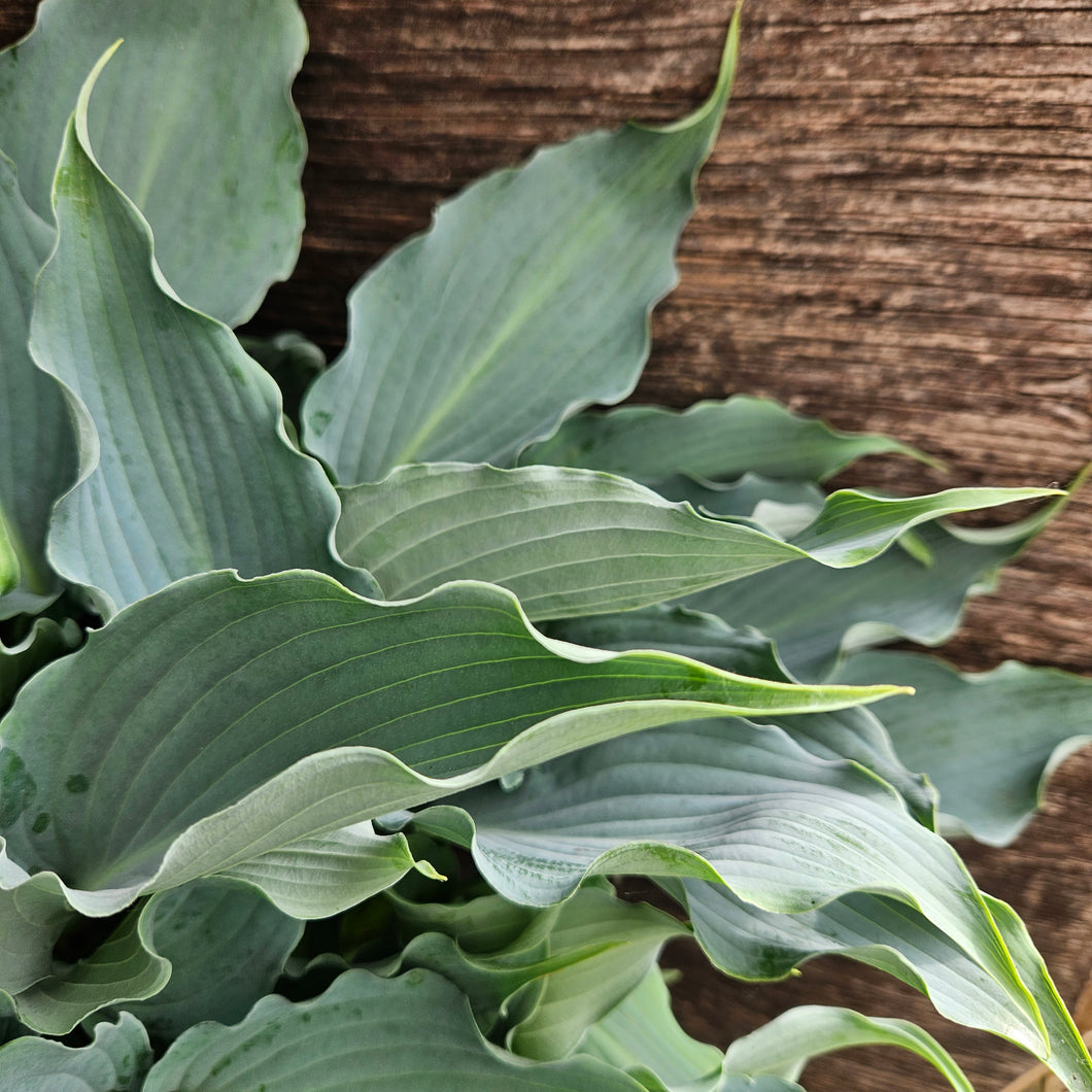 Hosta Shadowland® 'Waterslide' - Shadowland® Waterslide Hosta