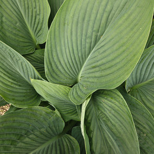 Hosta 'Empress Wu'